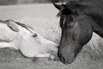 Horses in Hågadalen