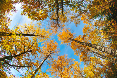 Trees in Lilla Djurgården, Nåntuna, Uppsala