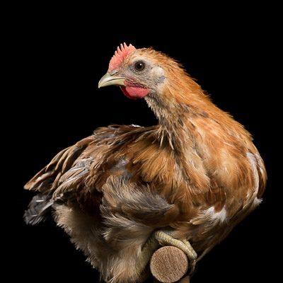 Linus, a Hedemora chicken