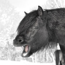 Horses Horses