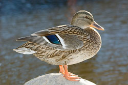 duck1.jpg