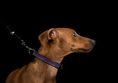 akademistallet_hastfotostudio