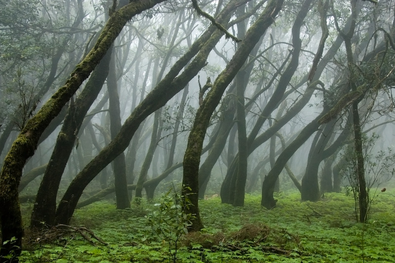 Laurel forest on La Gomera, Canary islands