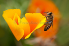Bee on Californian poppy