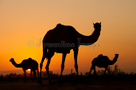 Camels, Oman