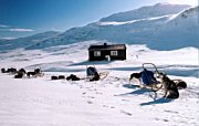 Dog sleds visiting Kårsavagge cabin