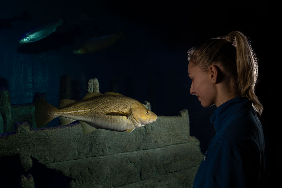 D5A_0117-Edit: Torsk (Gadus morhua) i rovfisakvariet på BSSC, Skansen  /  Atlantic cod in the predatory fish aquarium at BSSC, Skansen