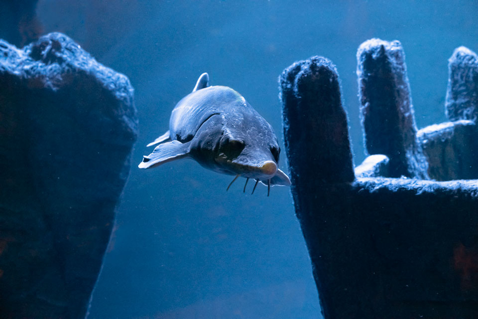 D5A_0196-Edit: Stör (Acipenser oxyrinchus) i rovfisakvariet på BSSC, Skansen  /  Sturgeon in the predatory fish aquarium at BSSC, Skansen