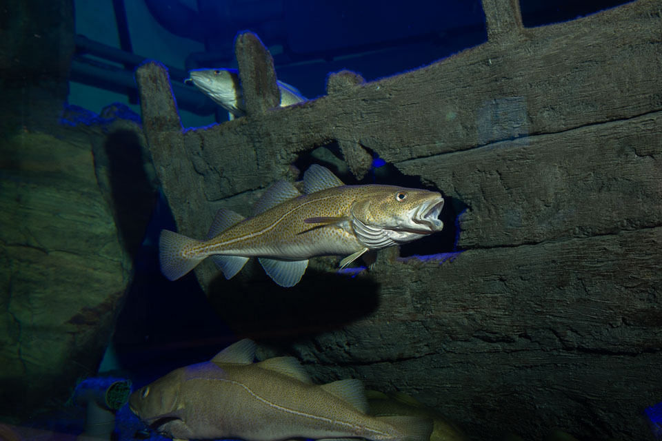 D5A_0207: Torsk (Gadus morhua) i rovfisakvariet på BSSC, Skansen  /  Atlantic cod in the predatory fish aquarium at BSSC, Skansen