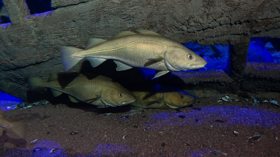 D5A_0214: Torsk (Gadus morhua) i rovfisakvariet på BSSC, Skansen  /  Atlantic cod in the predatory fish aquarium at BSSC, Skansen