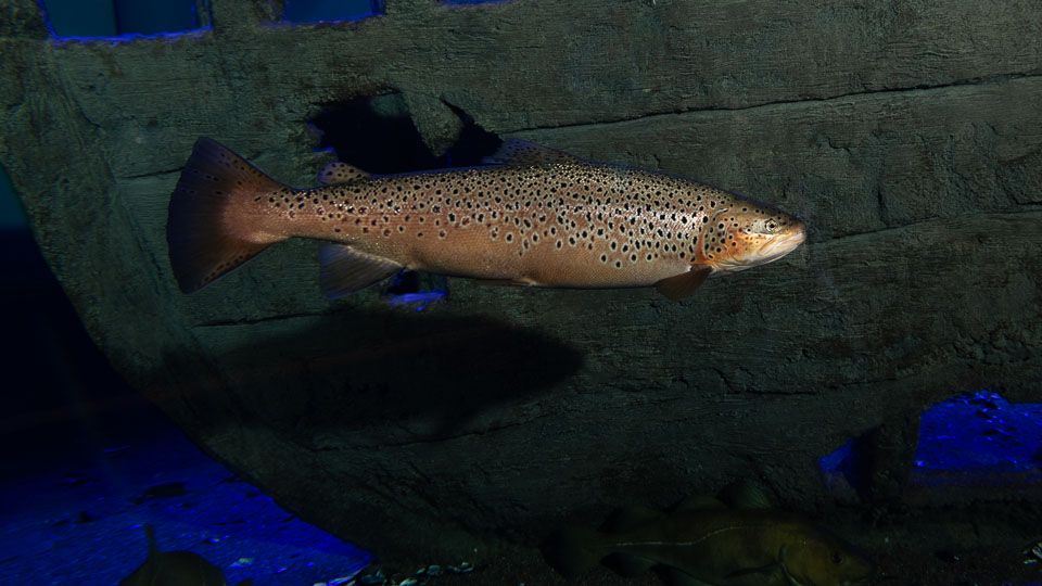 D5A_0221: Öring (Salmo trutta) i rovfisakvariet på BSSC, Skansen  /  Trout in the predatory fish aquarium at BSSC, Skansen