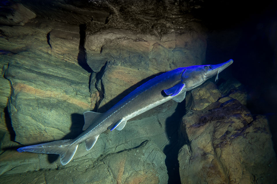 D5A_0407: Stör (Acipenser oxyrinchus) i rovfisakvariet på BSSC, Skansen  /  Sturgeon in the predatory fish aquarium at BSSC, Skansen