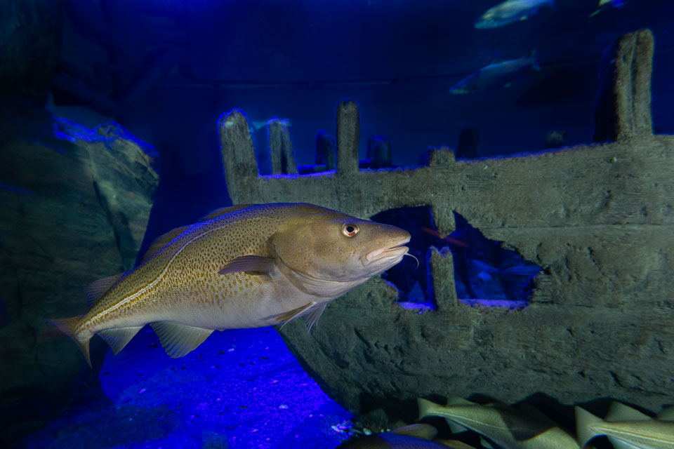 D5A_0439: Torsk (Gadus morhua) i rovfisakvariet på BSSC, Skansen  /  Atlantic cod in the predatory fish aquarium at BSSC, Skansen