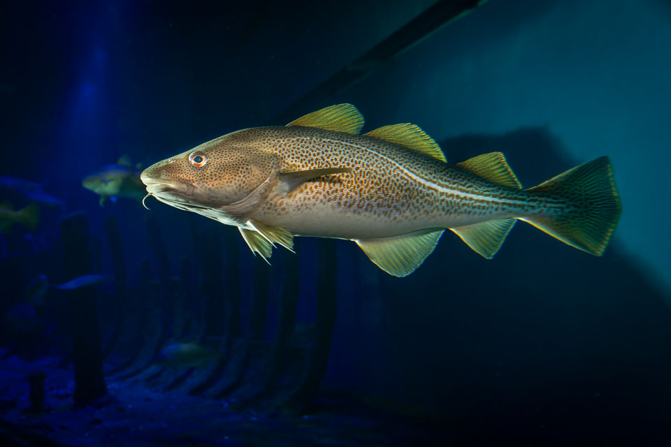 D5A_0482-Edit: Torsk (Gadus morhua) i rovfisakvariet på BSSC, Skansen  /  Atlantic cod in the predatory fish aquarium at BSSC, Skansen