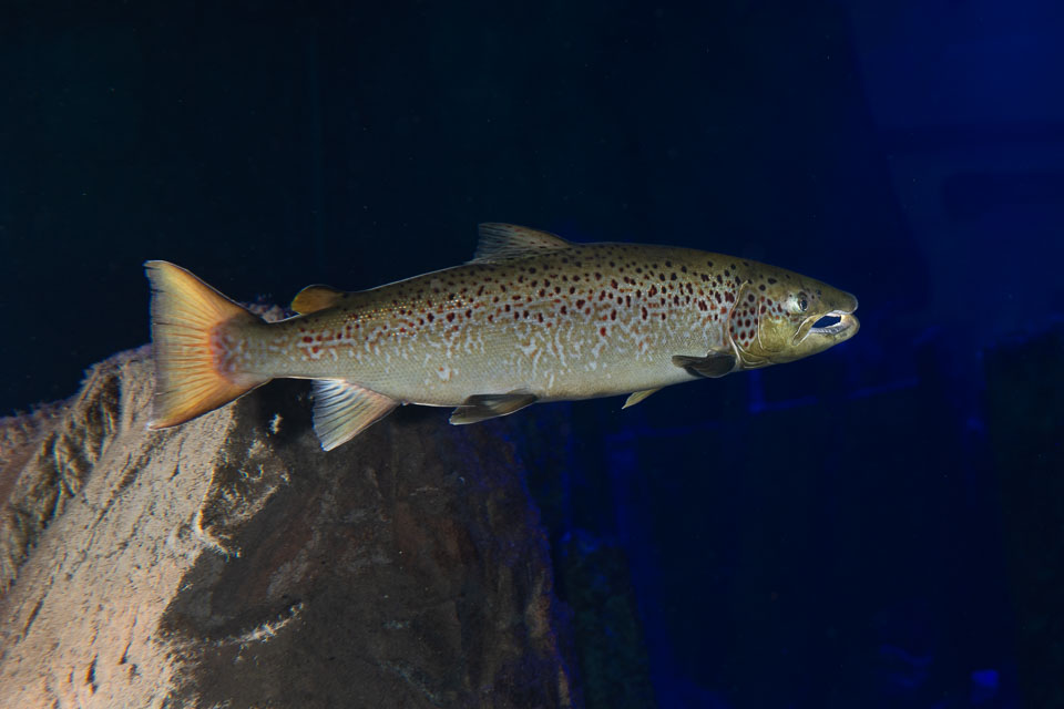 D5A_0494: Lax (Salmo salar) hane i rovfisakvariet på BSSC, Skansen  /  Salmon (male) in the predatory fish aquarium at BSSC, Skansen