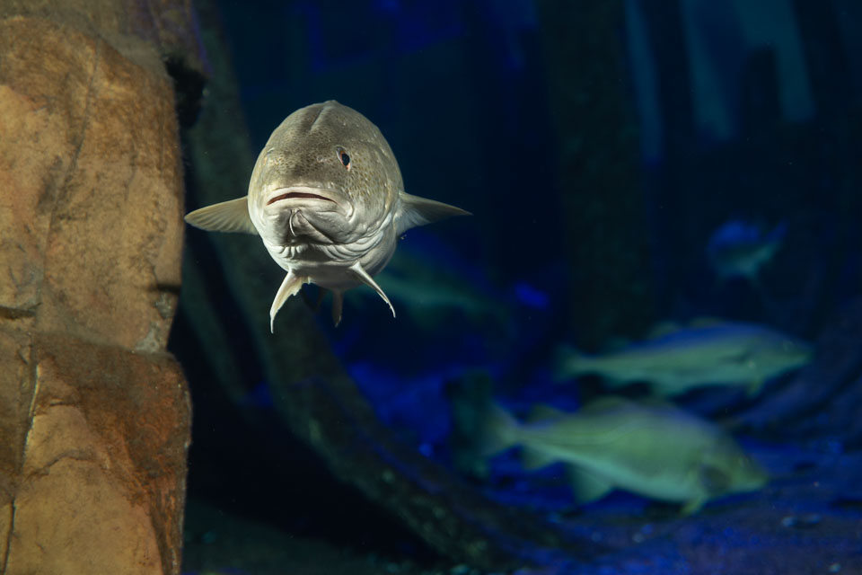 D5A_0497: Torsk (Gadus morhua) i rovfisakvariet på BSSC, Skansen  /  Atlantic cod in the predatory fish aquarium at BSSC, Skansen