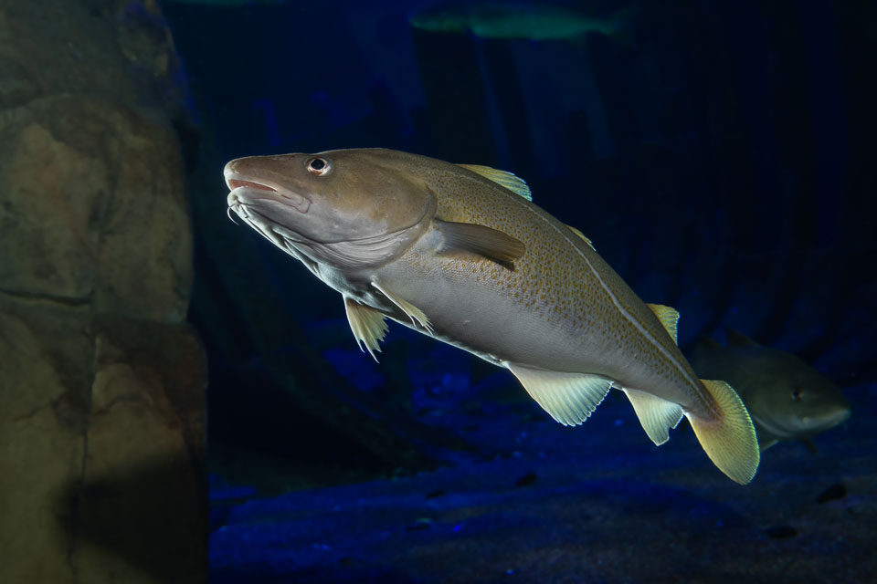 D5A_0514-Edit: Torsk (Gadus morhua) i rovfisakvariet på BSSC, Skansen  /  Atlantic cod in the predatory fish aquarium at BSSC, Skansen