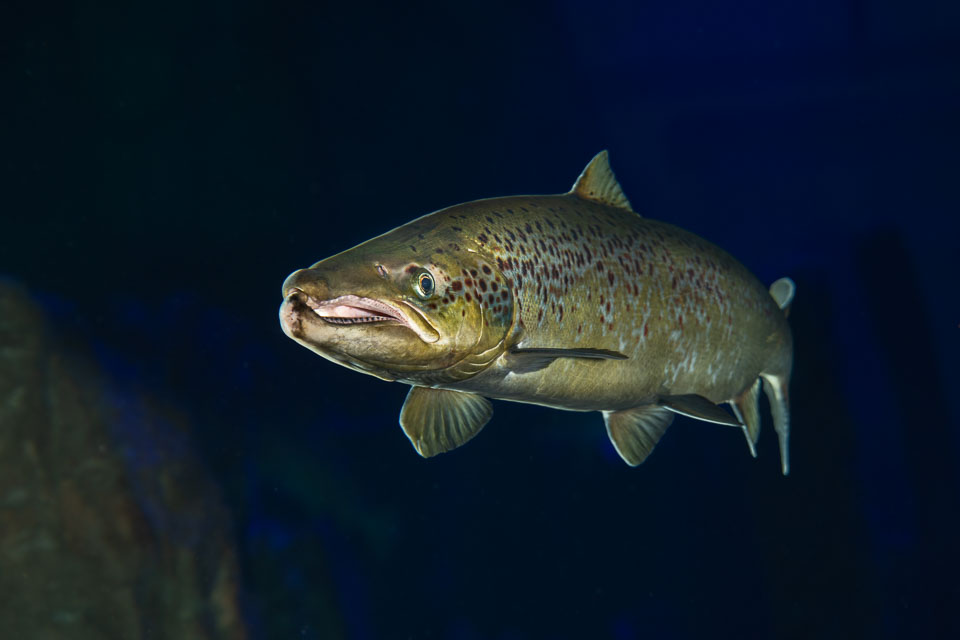D5A_0545-Edit: Lax (Salmo salar) hane i rovfisakvariet på BSSC, Skansen  /  Salmon (male) in the predatory fish aquarium at BSSC, Skansen