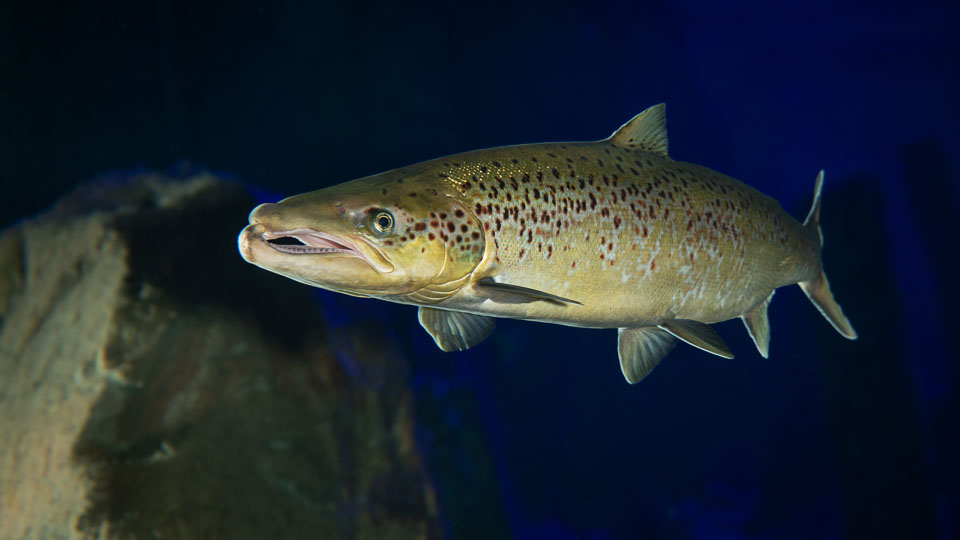 D5A_0546-Edit: Lax (Salmo salar) hane i rovfisakvariet på BSSC, Skansen  /  Salmon (male) in the predatory fish aquarium at BSSC, Skansen