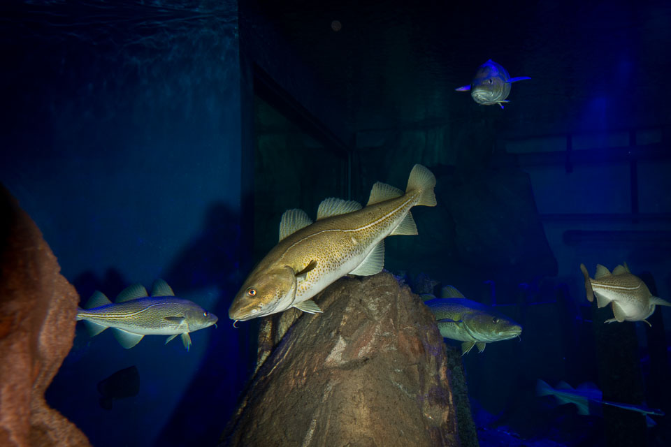 D5A_0553: Torsk (Gadus morhua) i rovfisakvariet på BSSC, Skansen  /  Atlantic cod in the predatory fish aquarium at BSSC, Skansen