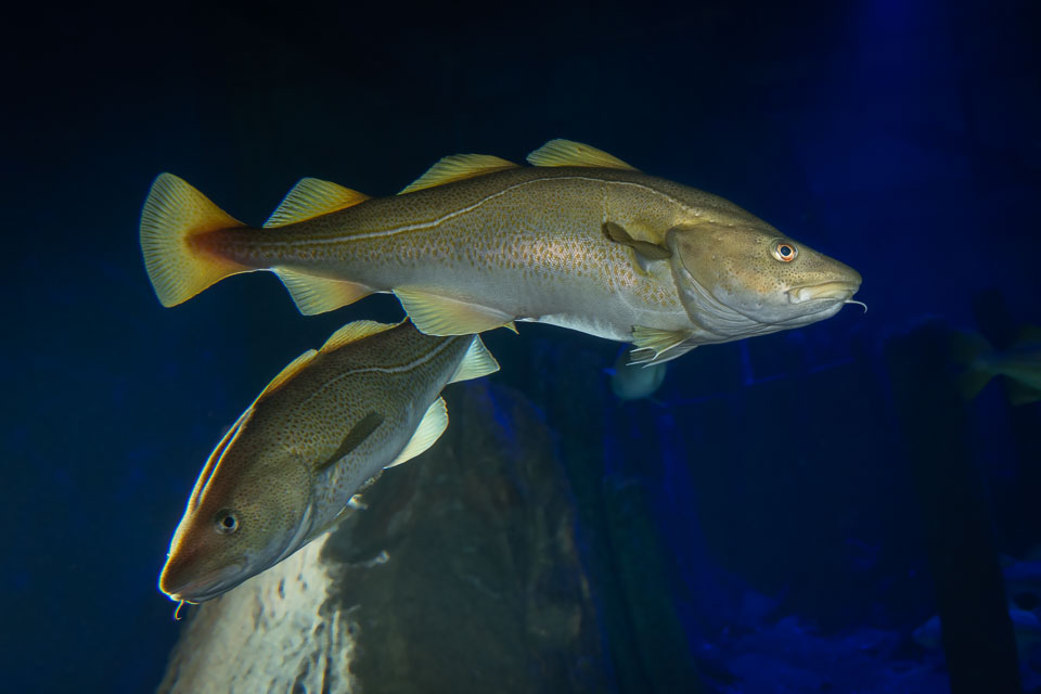 D5A_0556-Edit: Torsk (Gadus morhua) i rovfisakvariet på BSSC, Skansen  /  Atlantic cod in the predatory fish aquarium at BSSC, Skansen