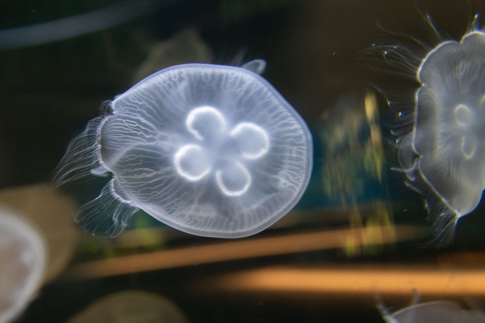 D5A_0602: Öronmanet (Aurelia aurita) i akvarium på BSSC / The common jellyfish in an aquarium at BSSC