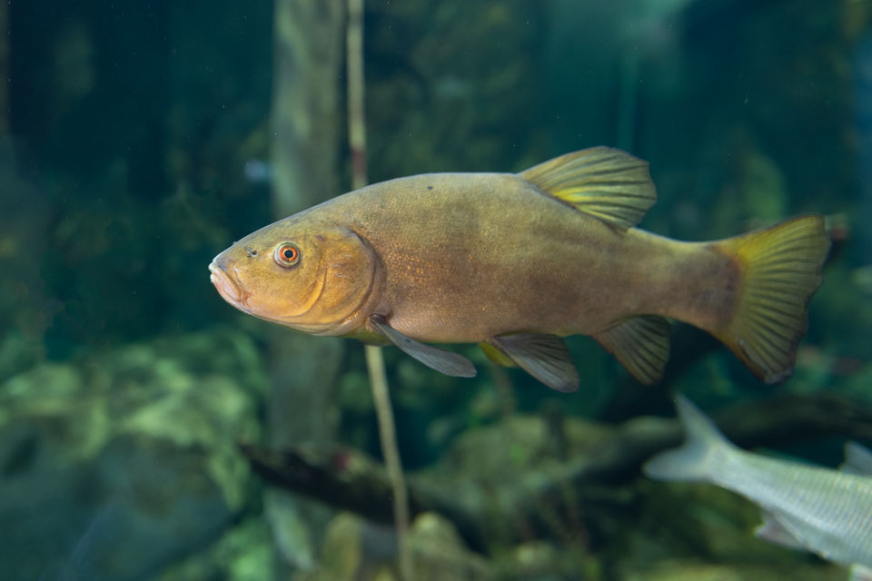 D5A_0636-Edit: Sutare (Tince tinca) i akvarium på BSSC, Skansen / Tench in aquarium at BSSC, Skansen