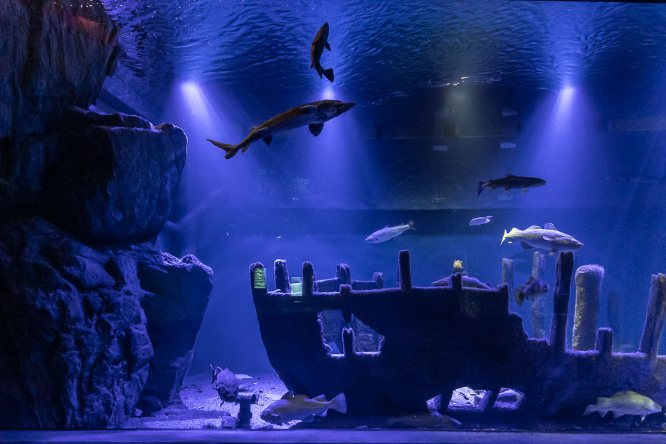 D5A_0713: Rovfisakvariet på BSSC, Skansen  /  Predatory fish aquarium at BSSC, Skansen