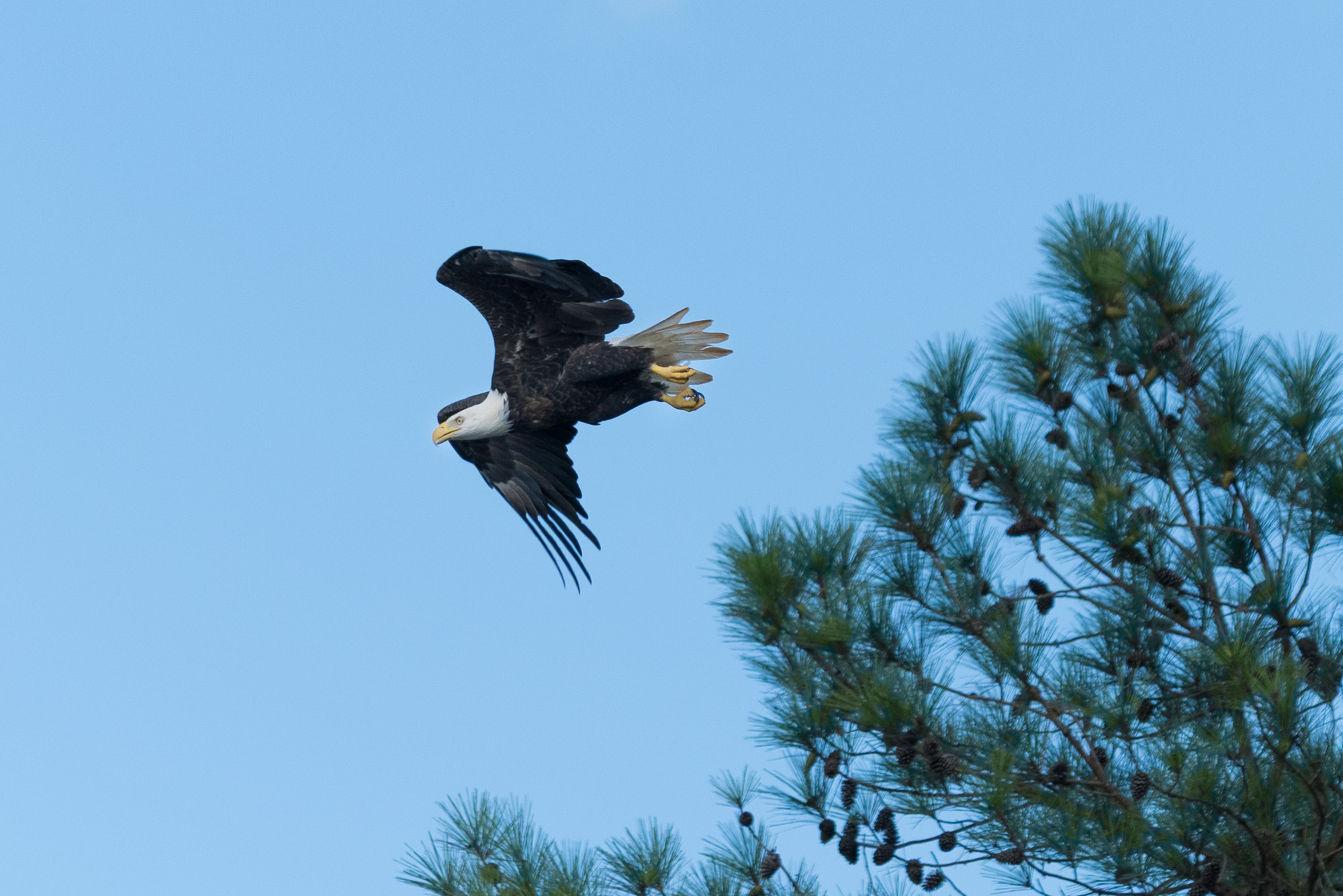 D8Q_6603.jpg
