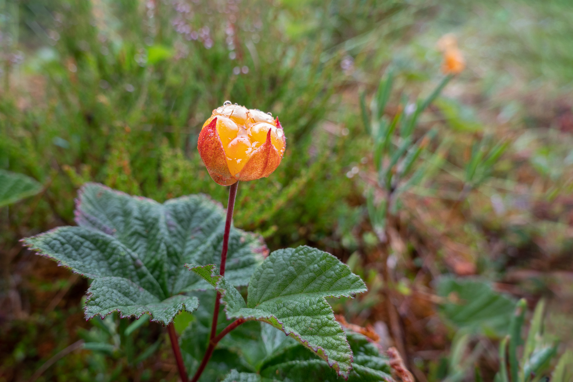 DSC06710.jpg