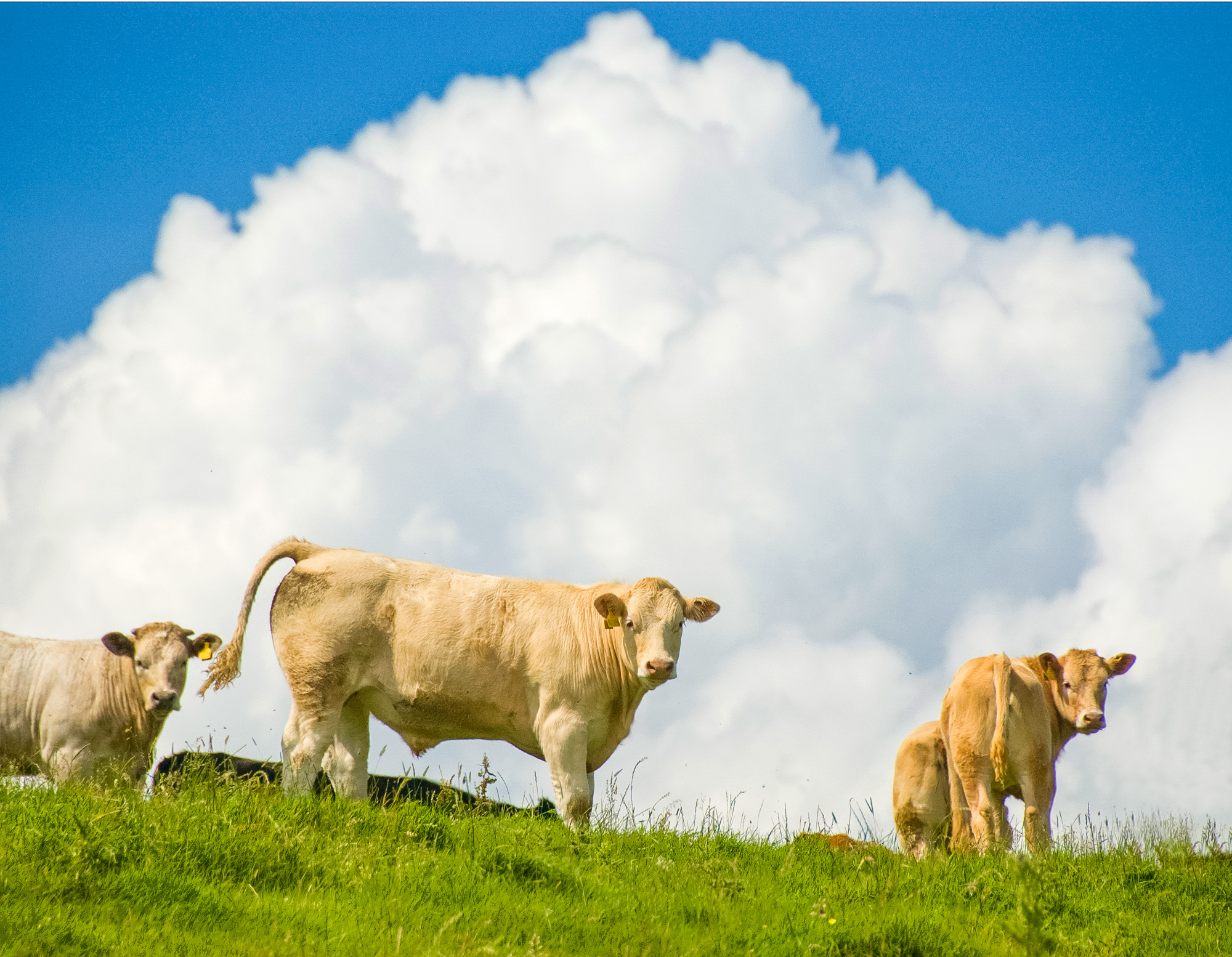 cows.jpg