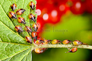 Stink bugs on red currant bush